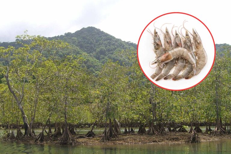 Garnalenkwekerijen eten dus de mangroven van Ecuador op
