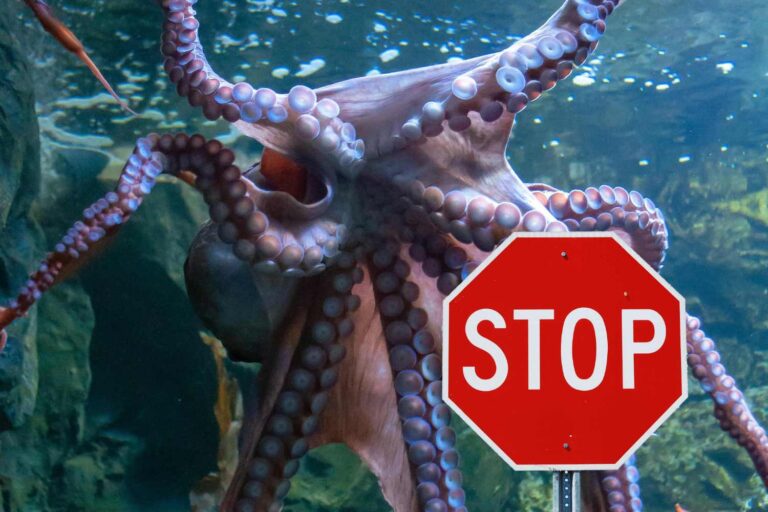 Historische overwinning voor de octopussen! Na vijf jaar protesten verlaat Nueva Pescanova het project van de eerste intensieve landbouw ter wereld
