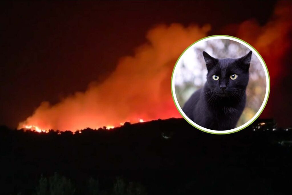 gatti incendi