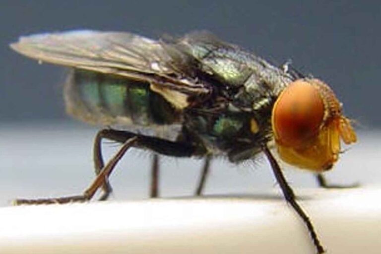 Mosca assassina Cochliomyia_hominivorax