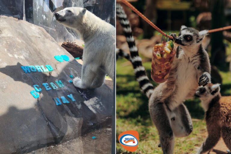 Zoo caldo