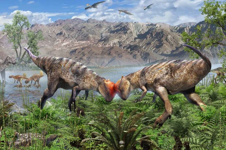 dinosauro testa a cupola Zavacephale