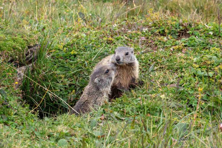 Marmotte e rododendri