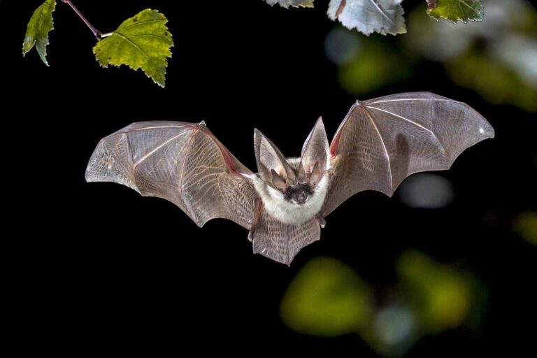 pipistrello rabbia canada