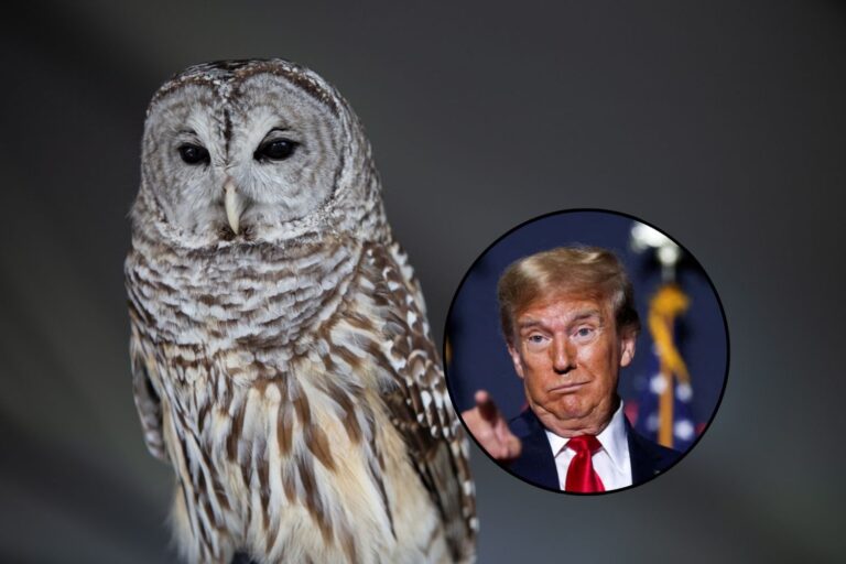 trump fauna selvatica