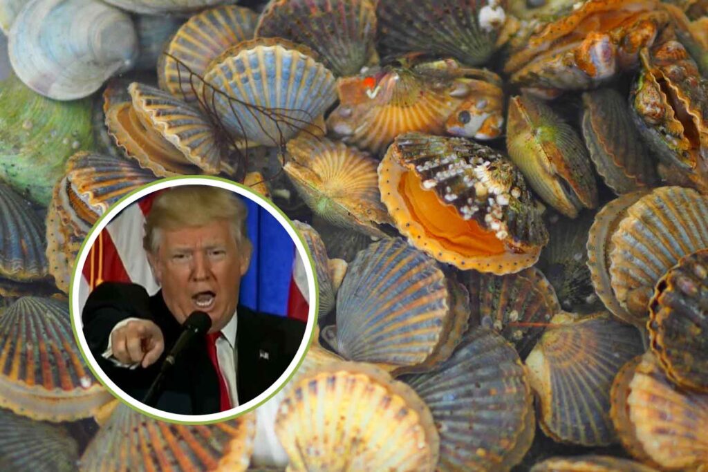 capesante Trump