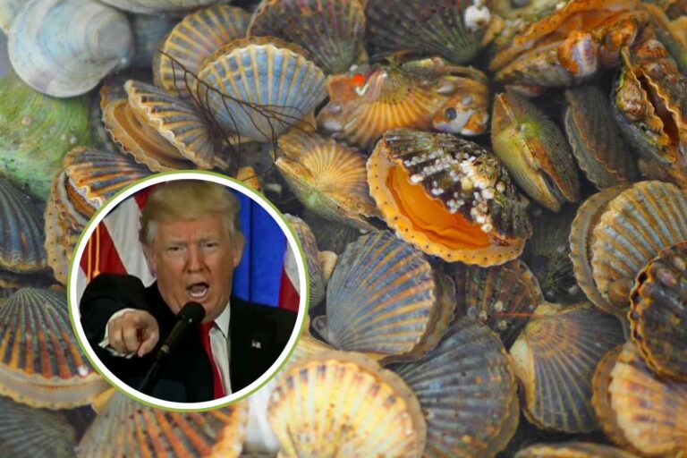 capesante Trump
