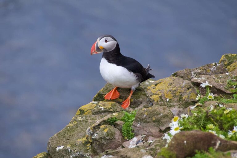 Puffins