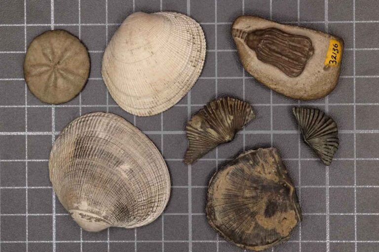 fauna moderna e paleozoica Sarah Leibovitz