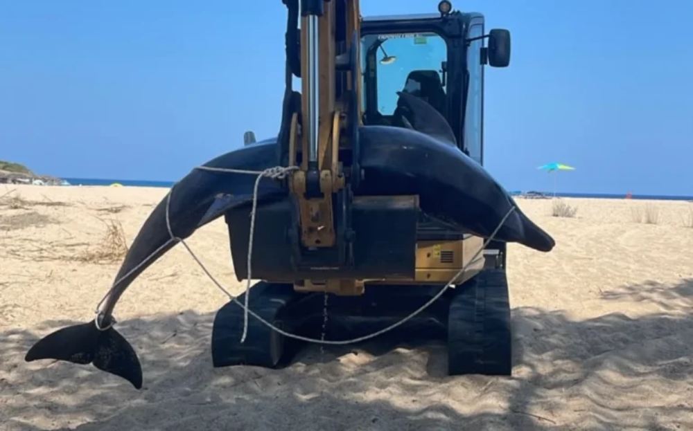 Moederdolfijn bevalt dankzij de hulp van zwemmers op Sardinië, maar sterft dan (en de welp wordt verwelkomd door de groep)