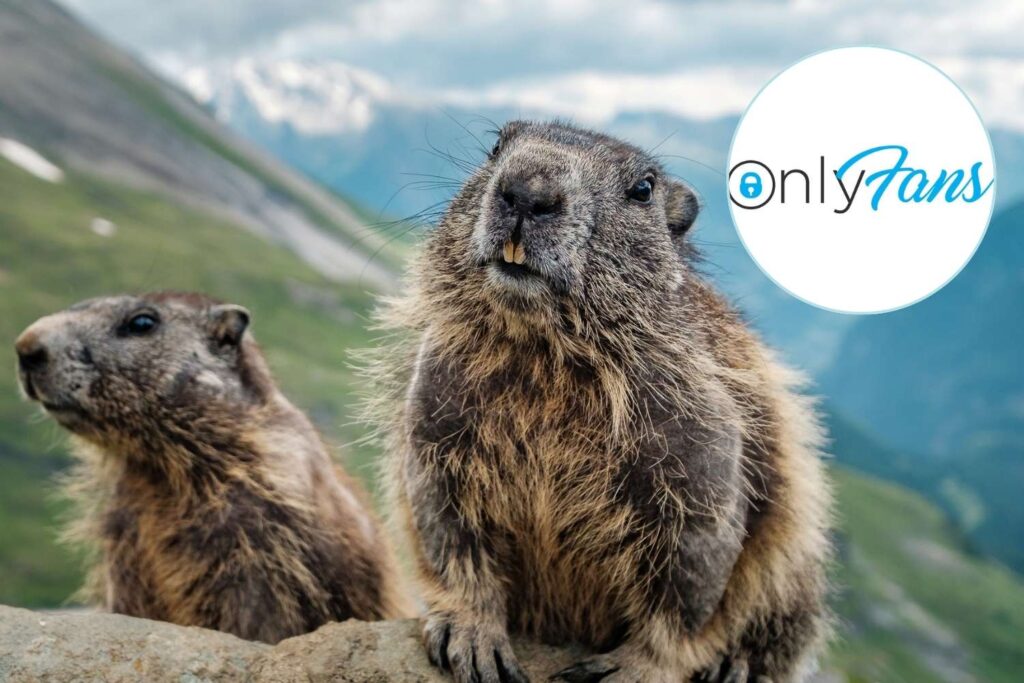 marmotte su only fans