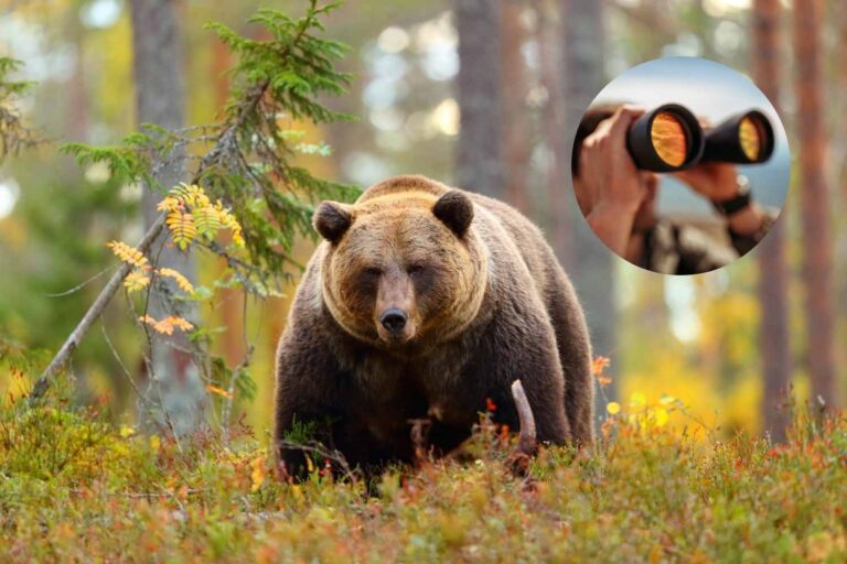 bearwatching