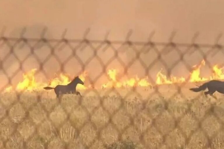 cavalli incendio atene