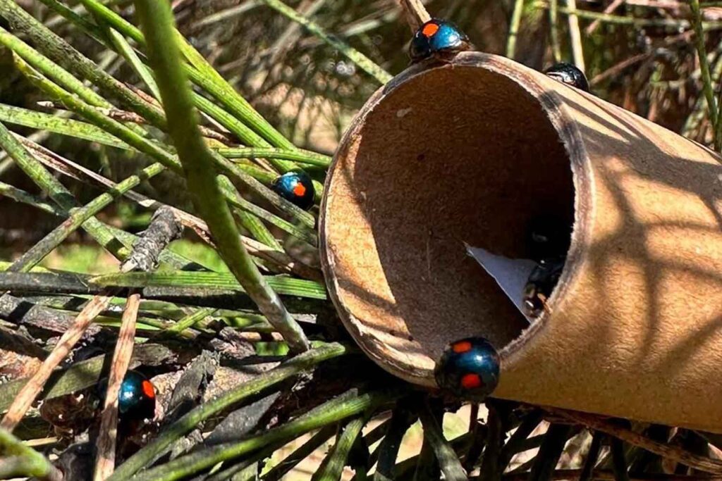 cocciniglia tartaruga