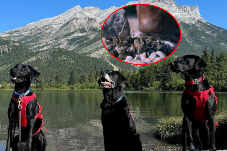 Cani cozze