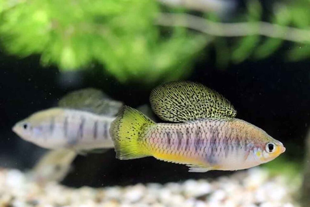 Xiphophorus birchmanni