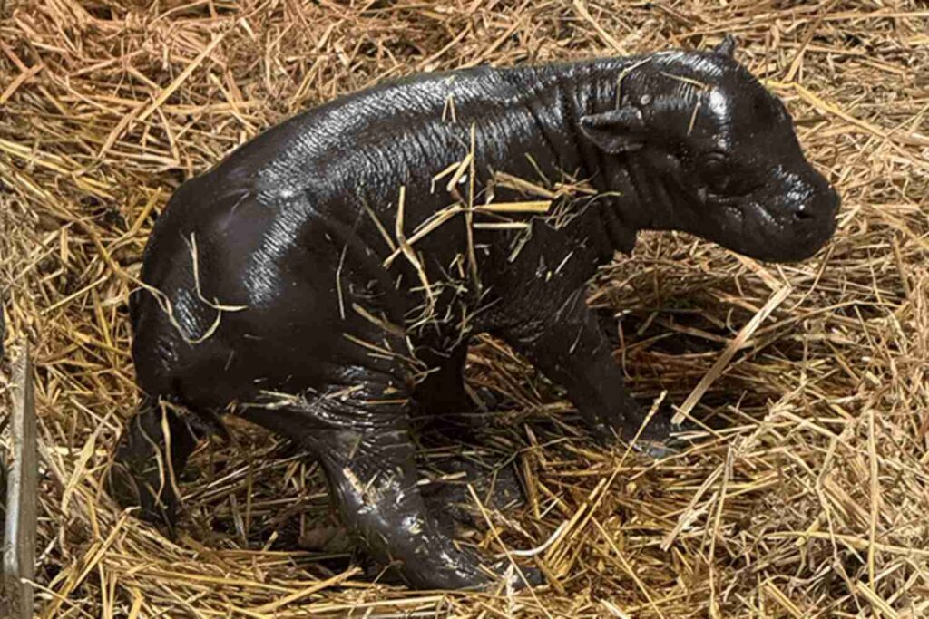 Ippopotamo pigmeo zoo
