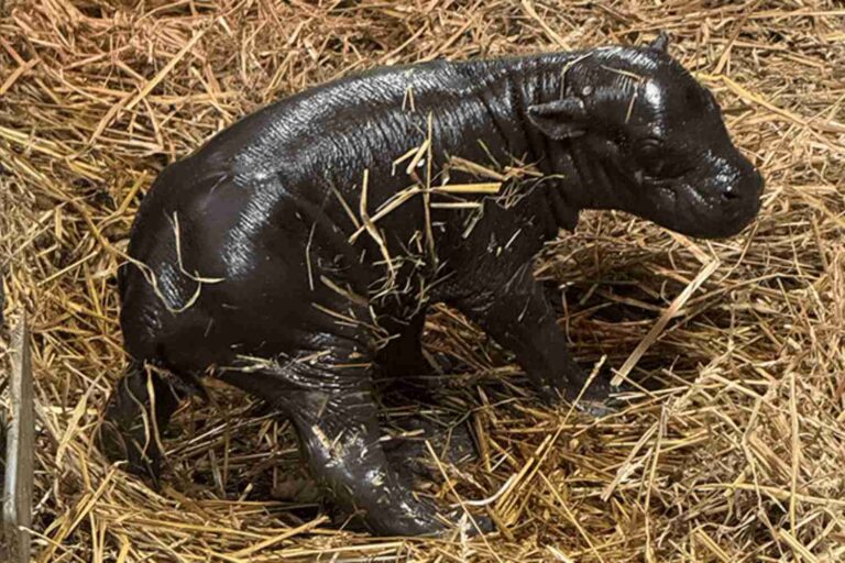 Ippopotamo pigmeo zoo
