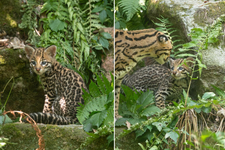 Ocelot