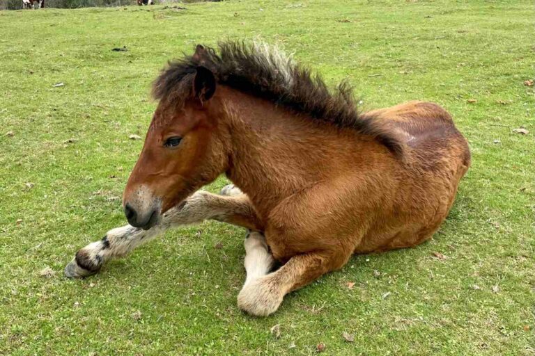 Seppellisce cavallo
