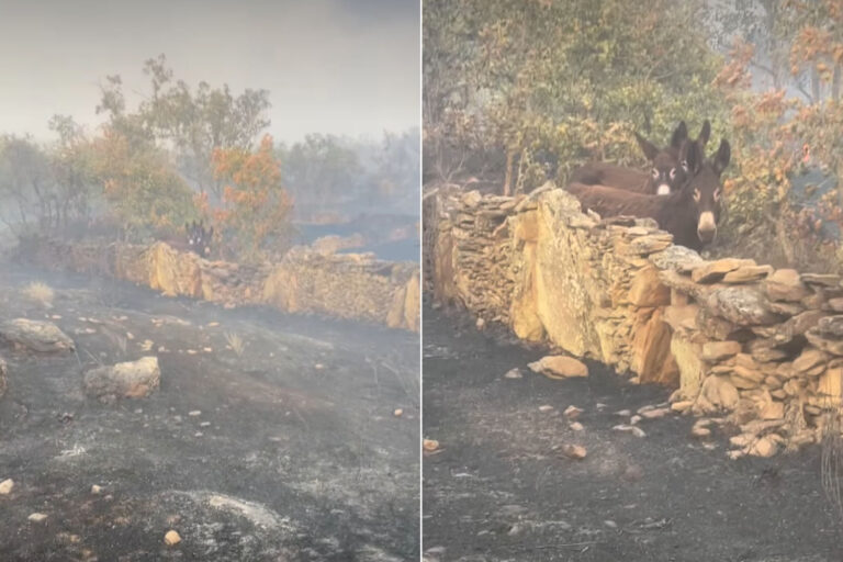 Incendi asini