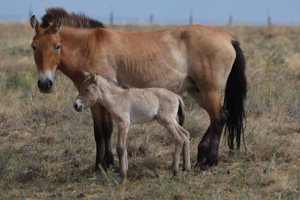 Cavallo di Przewalski 2