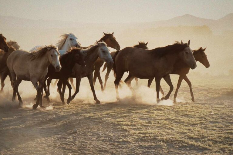 Mustang macello