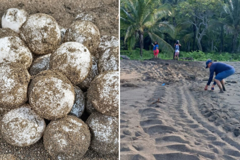 Tartarughe Panama