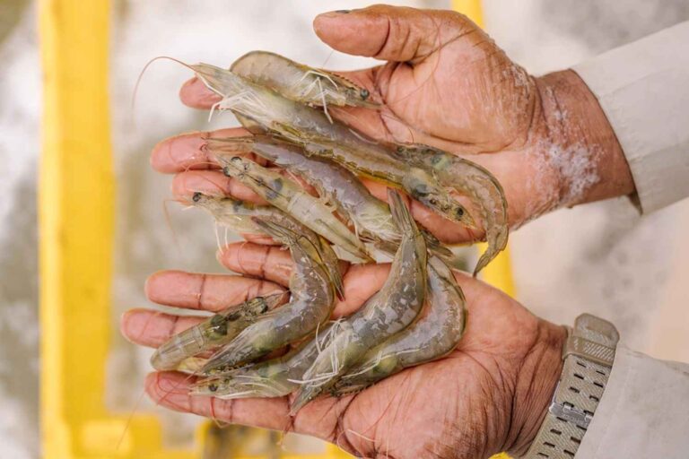 allevamento gamberetti inchiesta Ecuador