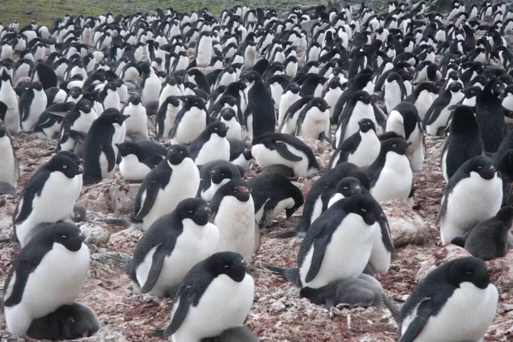 pinguini feci cambiamenti climatici