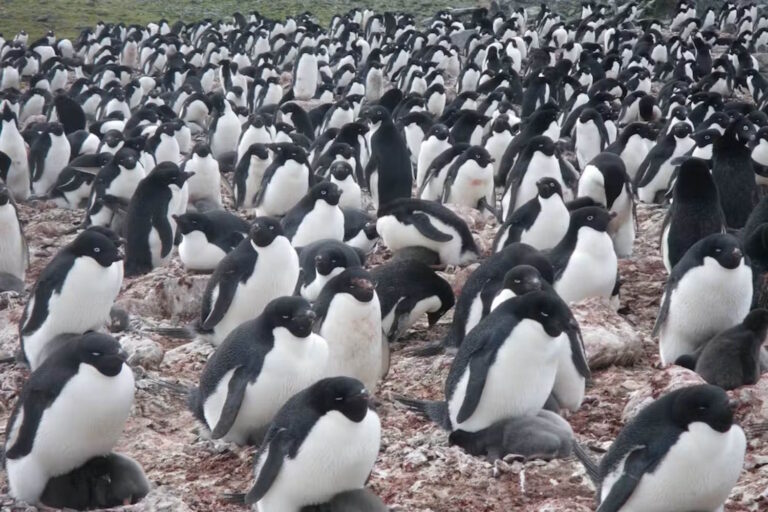 pinguini feci cambiamenti climatici