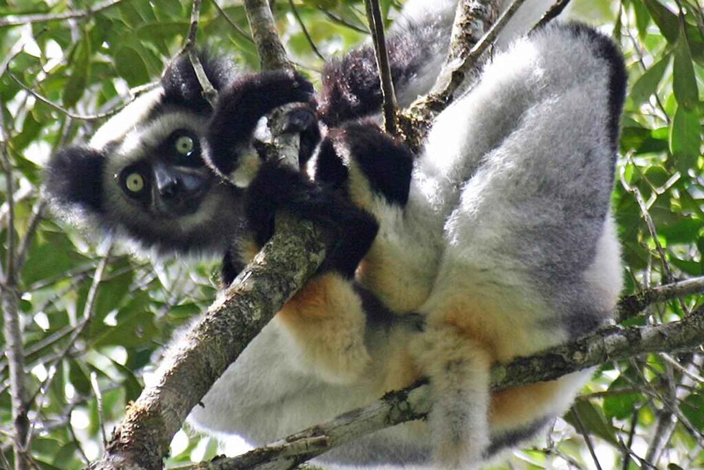 indri indri