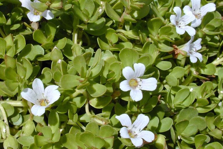 Bacopa monnieri