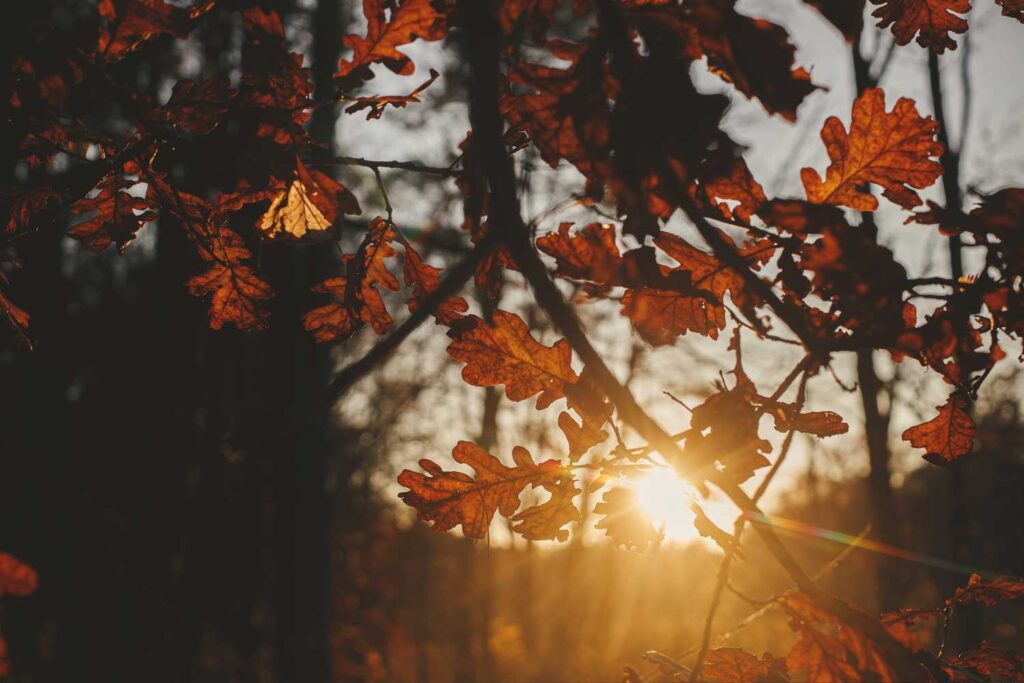 sole autunno