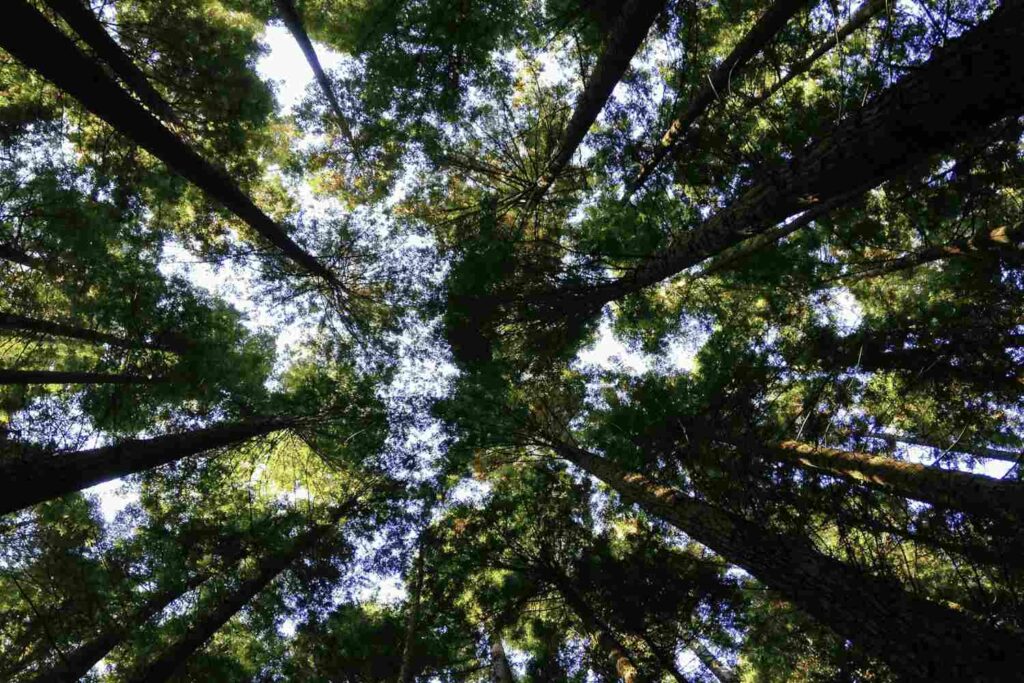 “Het vernietigen van de natuur is een zonde tegen de schepping”: Paus Leo XIV transformeert ecologie in een daad van morele verantwoordelijkheid