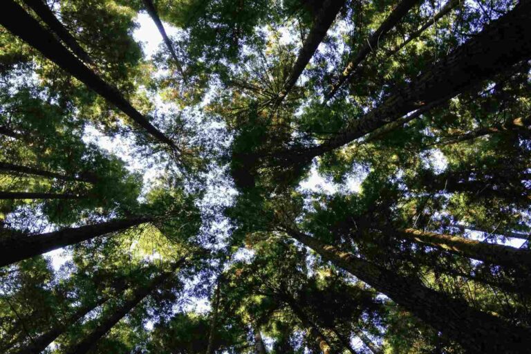 “Het vernietigen van de natuur is een zonde tegen de schepping”: Paus Leo XIV transformeert ecologie in een daad van morele verantwoordelijkheid
