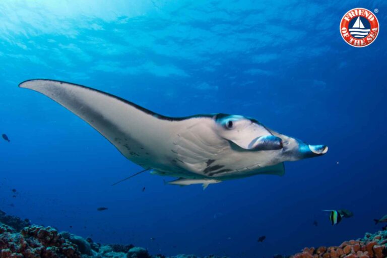 manta