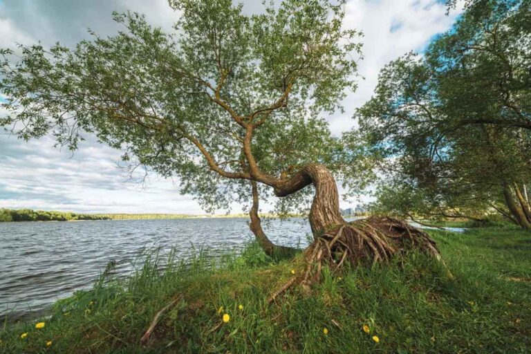 alberi