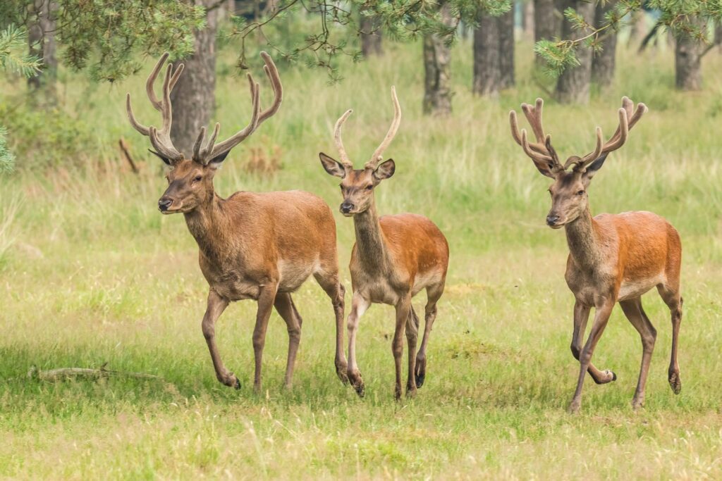 Selfies met herten en ontmoetingen met wilde dieren zijn verboden: de verordening van Villetta Barrea tegen onbeschaafd toerisme
