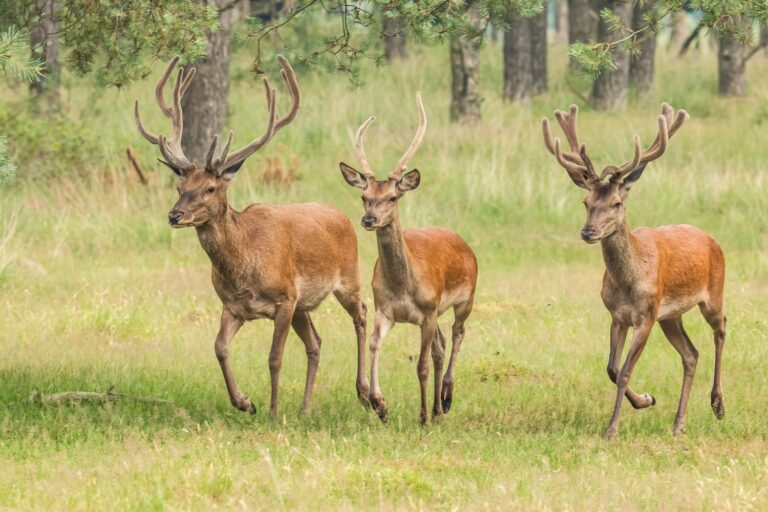 Selfies met herten en ontmoetingen met wilde dieren zijn verboden: de verordening van Villetta Barrea tegen onbeschaafd toerisme
