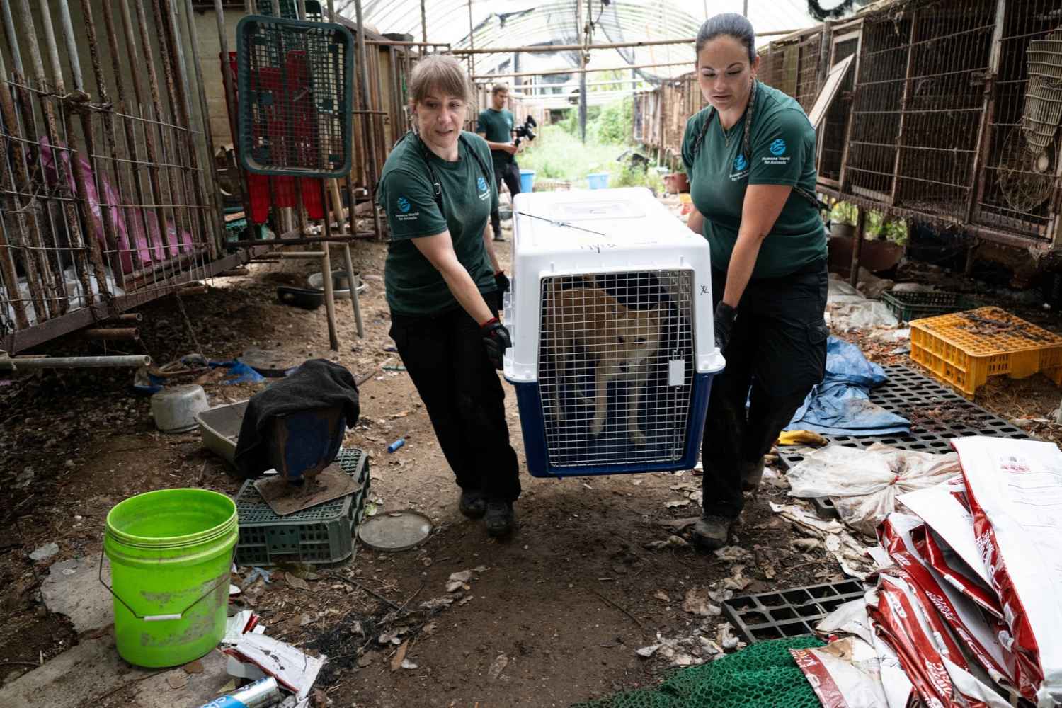 honden hebben Korea gered