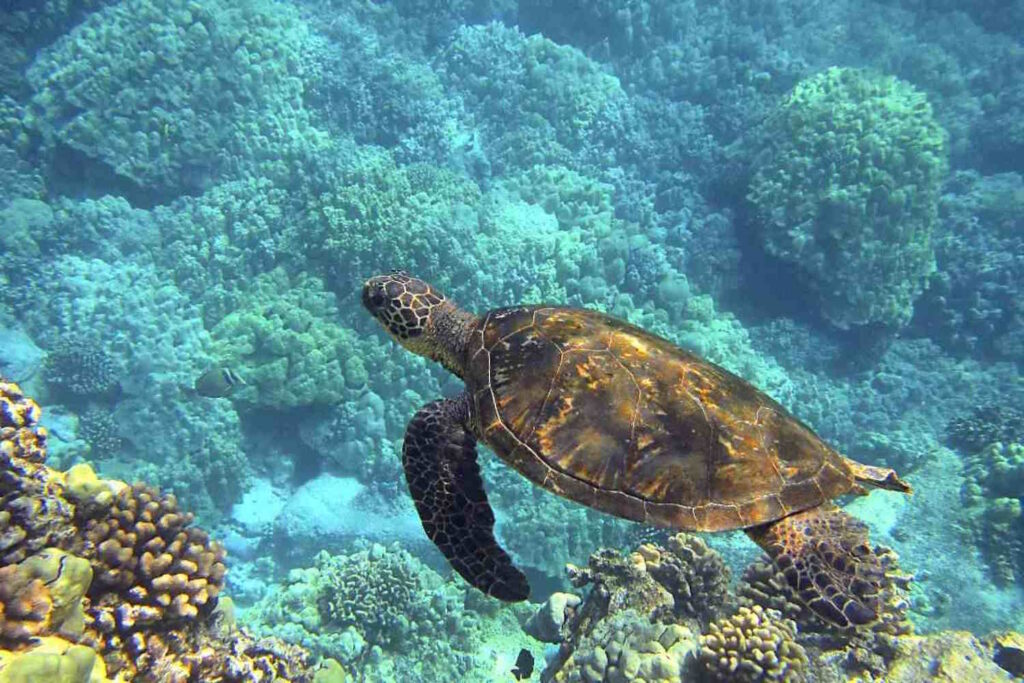 tartaruga oceano