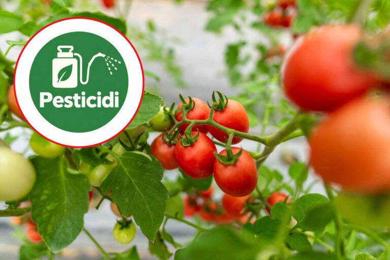 pesticida pomodori