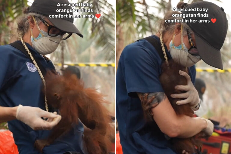 Incendi Borneo
