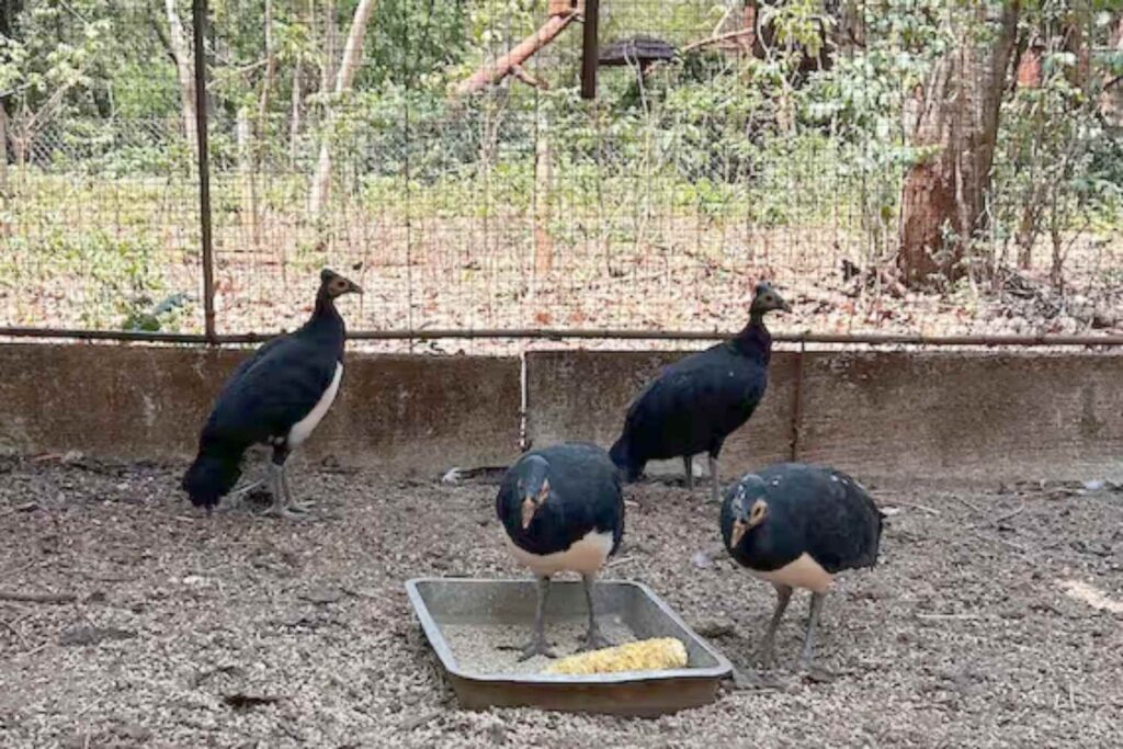 Maleo traffico illegale