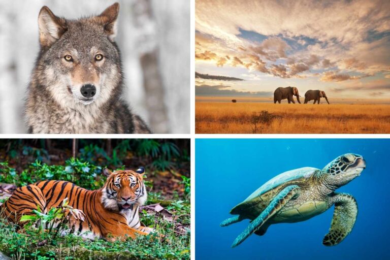 Donkere tijden voor wilde dieren: de populatie van gewervelde dieren is in een halve eeuw met 73% ingestort (maar er is ook goed nieuws)
