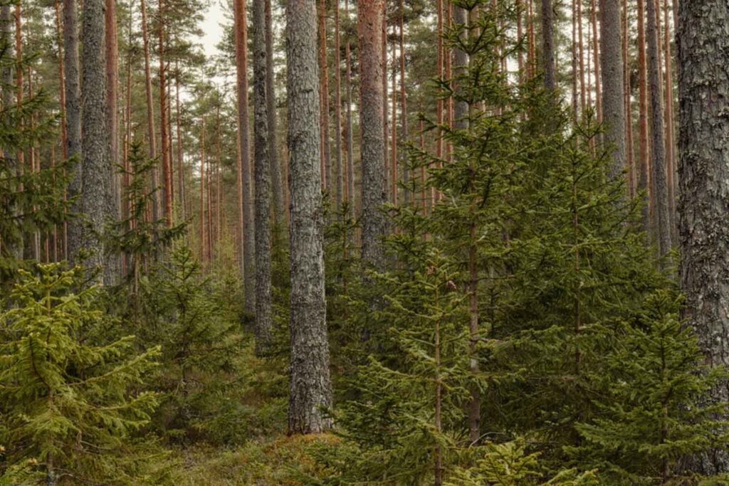 foresta
