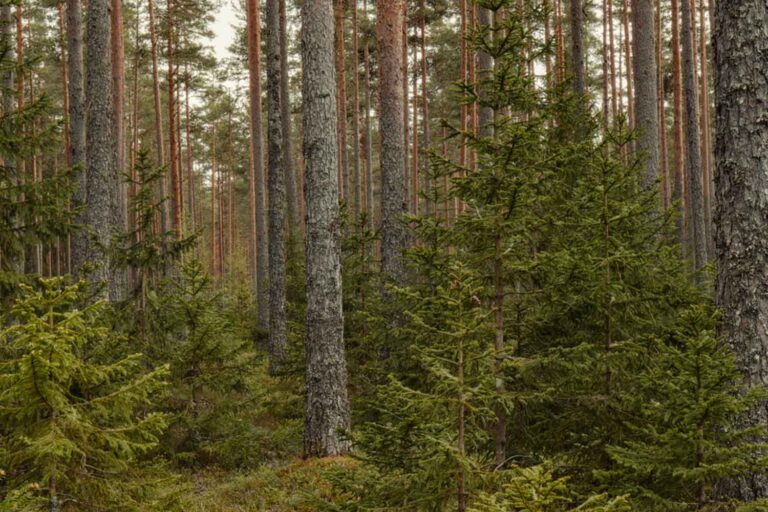 foresta
