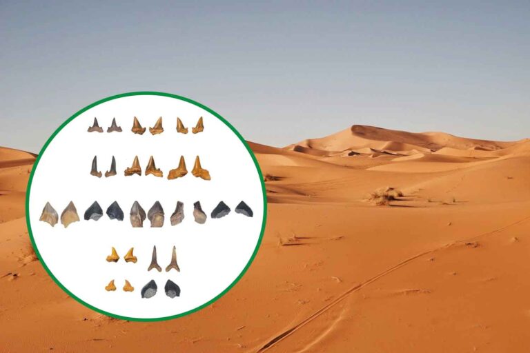 denti di squalo nel Sahara