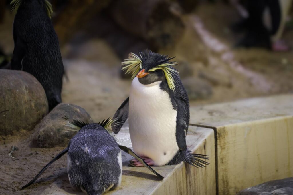 Pinguini venduti